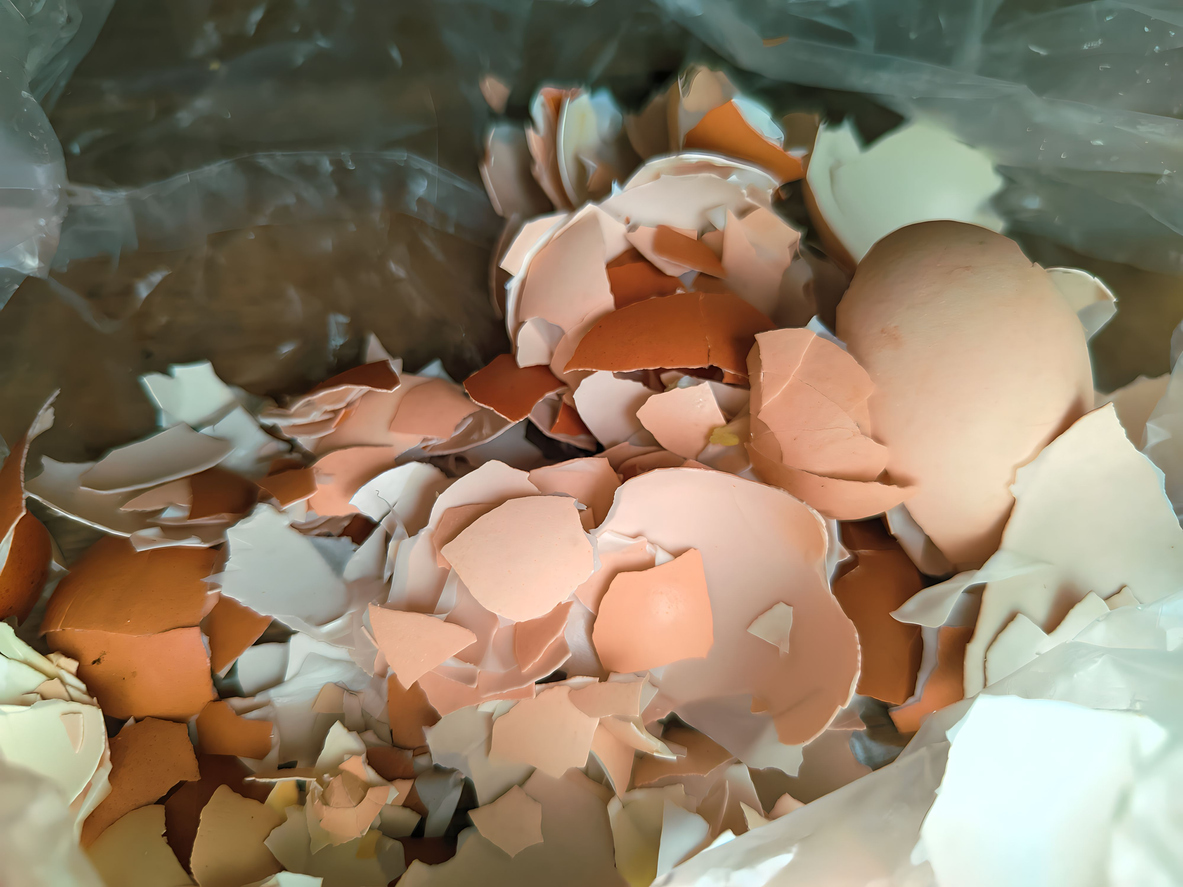 Pile of crushed eggshells.