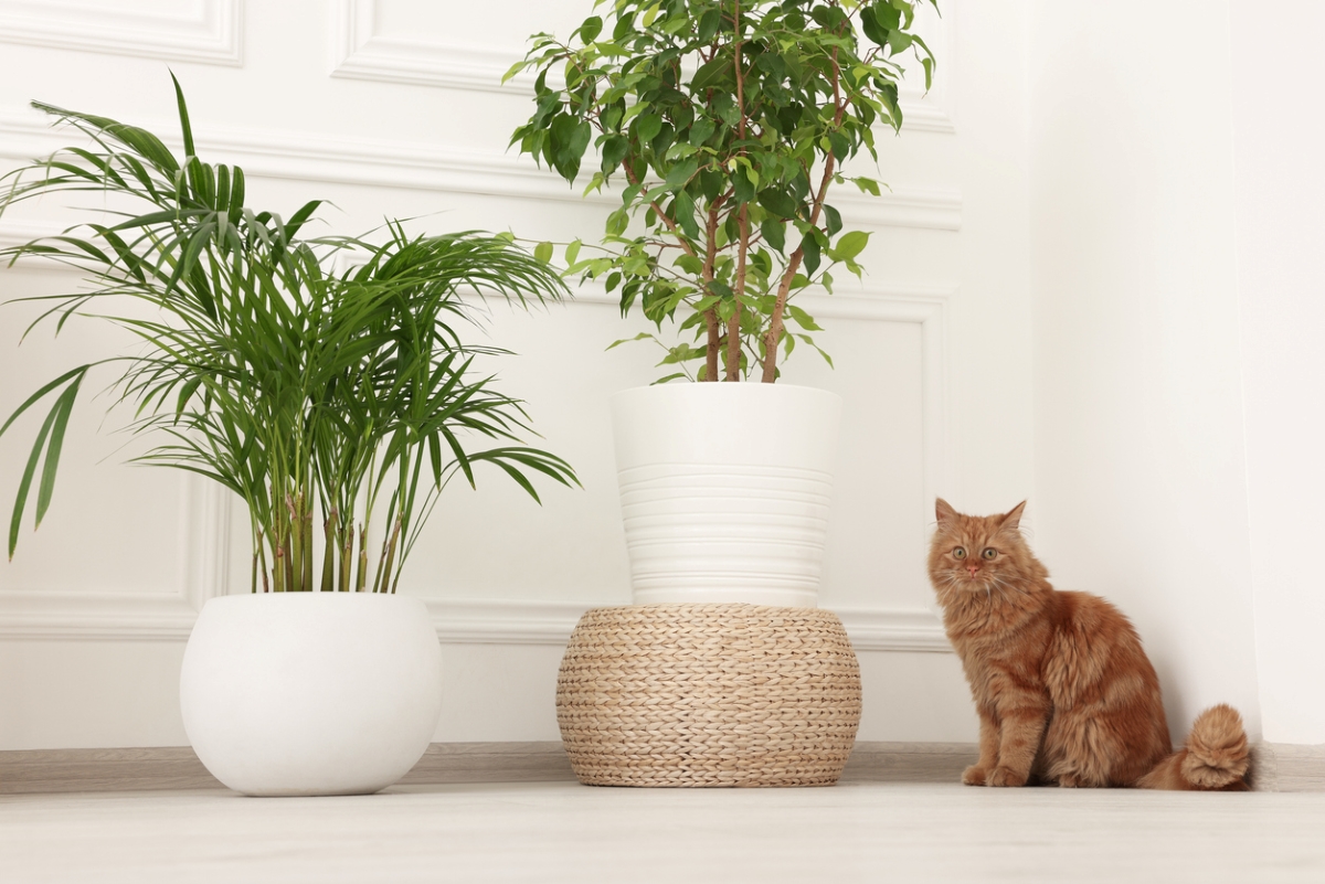 Cat next to two indoor houseplants.