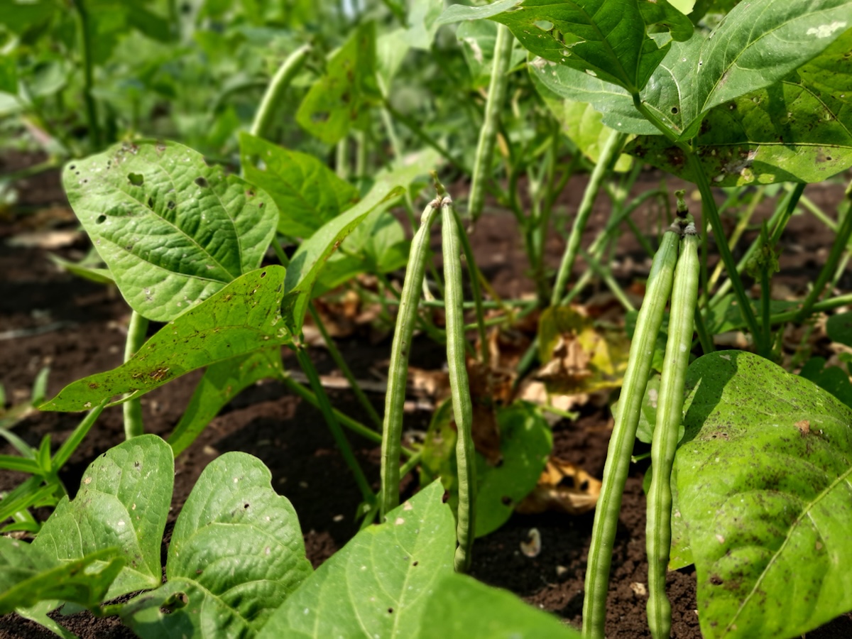 15 Companion Plants for Potatoes (and 5 to Avoid)