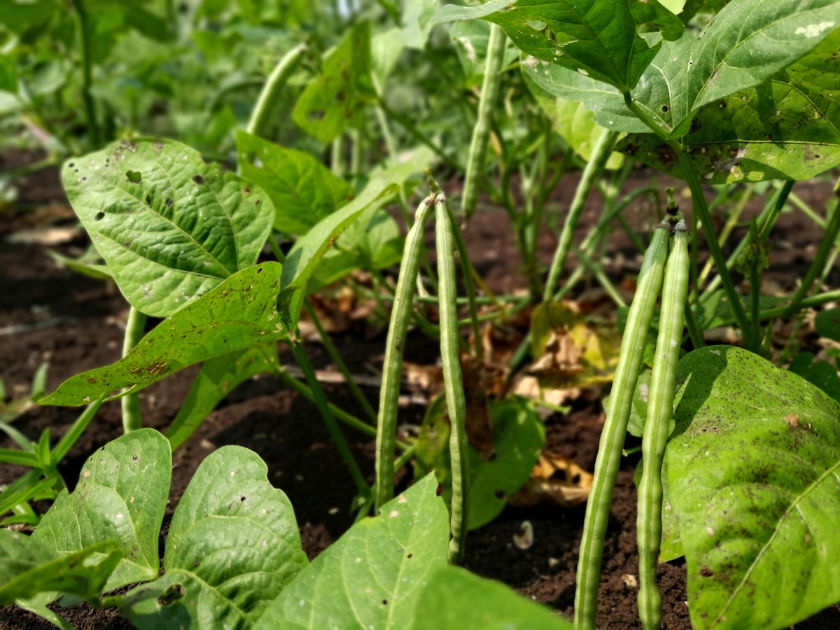 A group of field peas growing in a home garden.