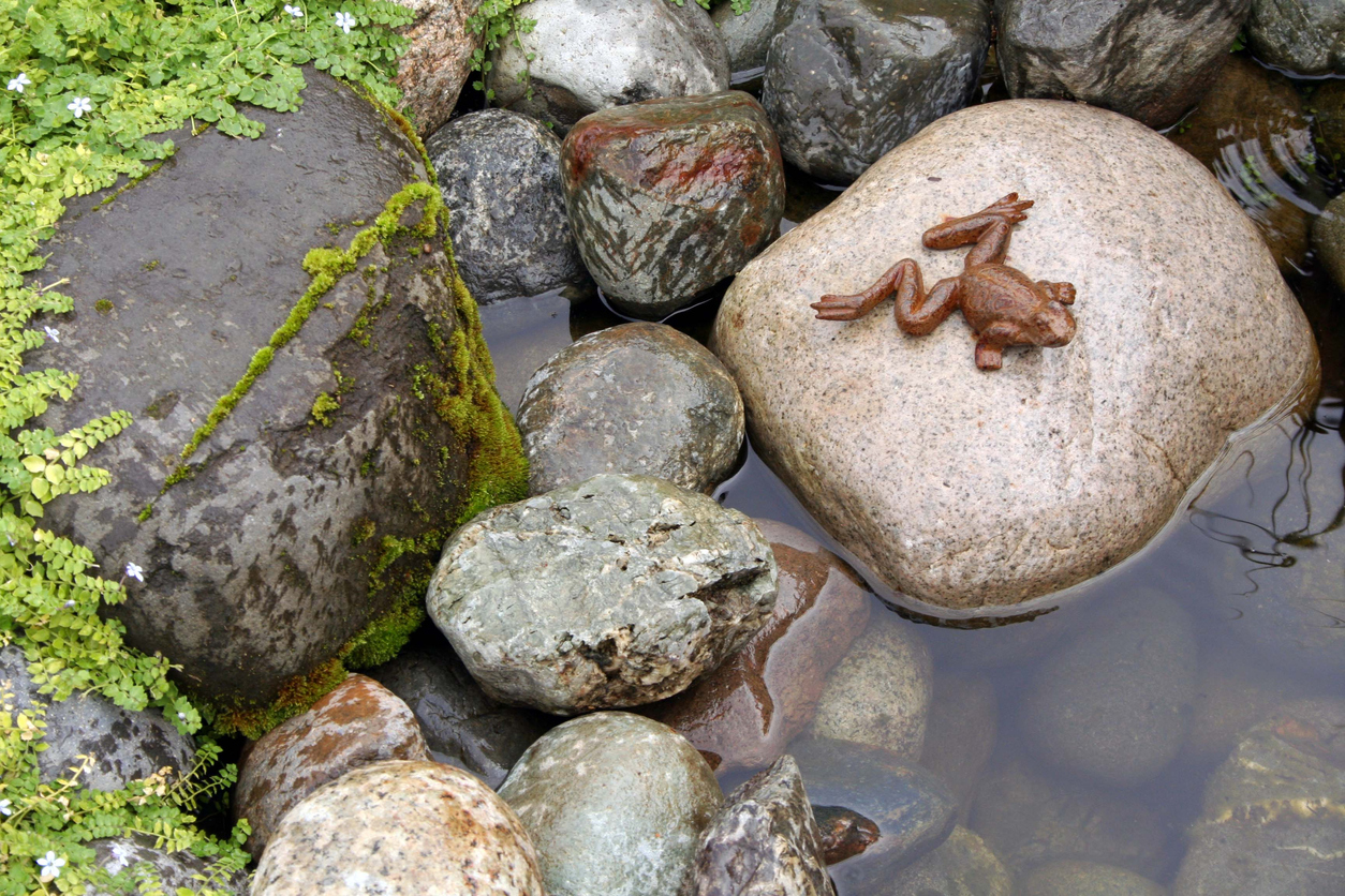 Frog sitting on stones in small water feature.