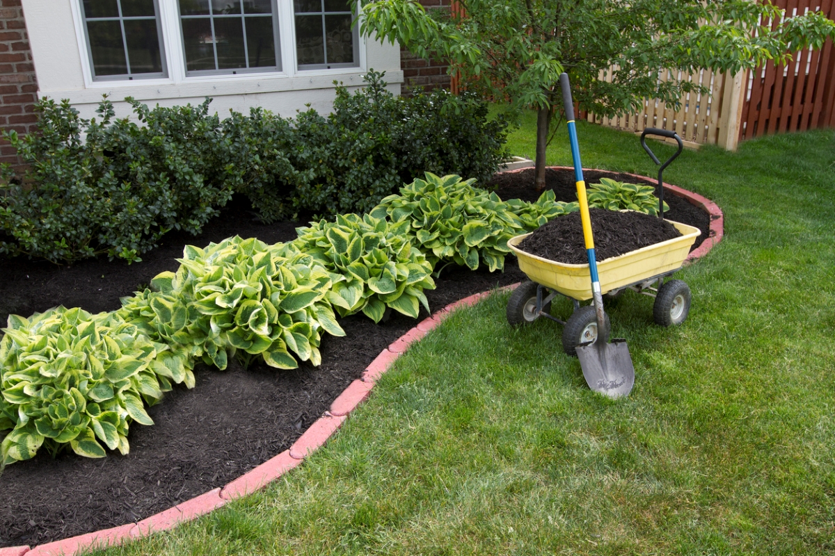 Wheelbarrow with mulch next to garden.