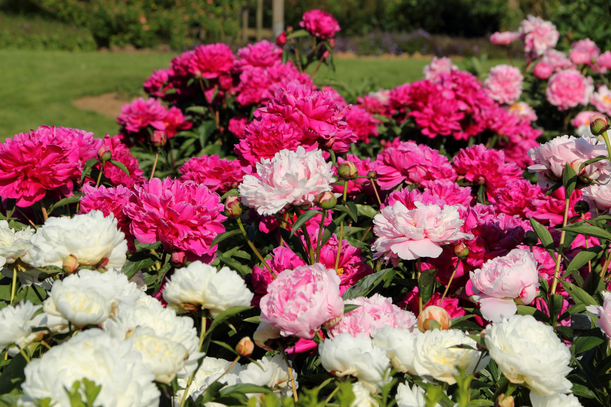 Colorful row of peony bushes growing in yard.