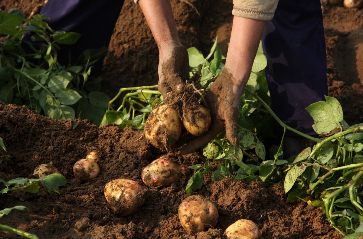 Farmer pulling potato plants from ground.