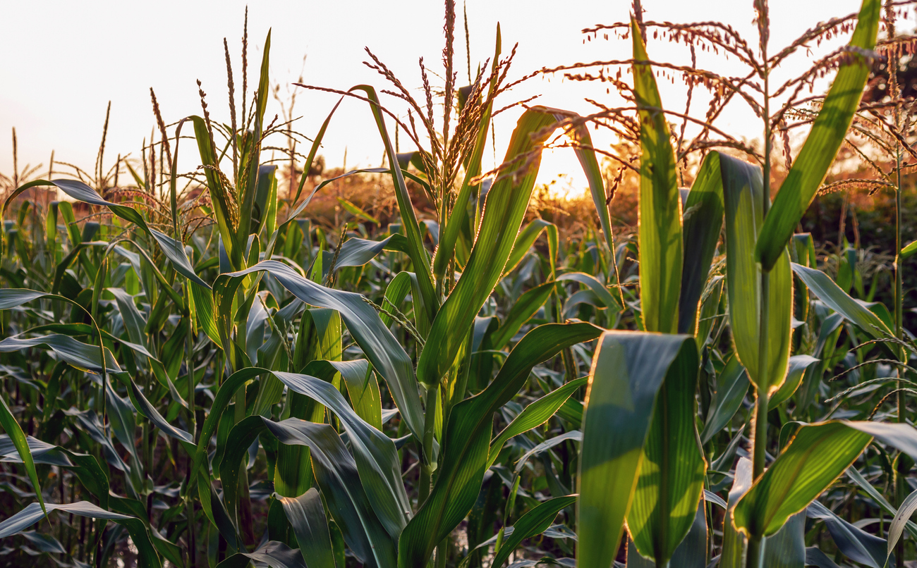 Sweet corn growing in a plot during sunset.