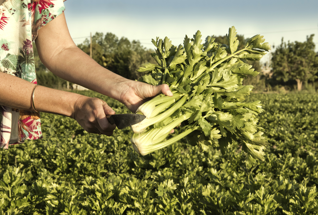 Woman uses hands to harvest bunch of celery outdoors.
