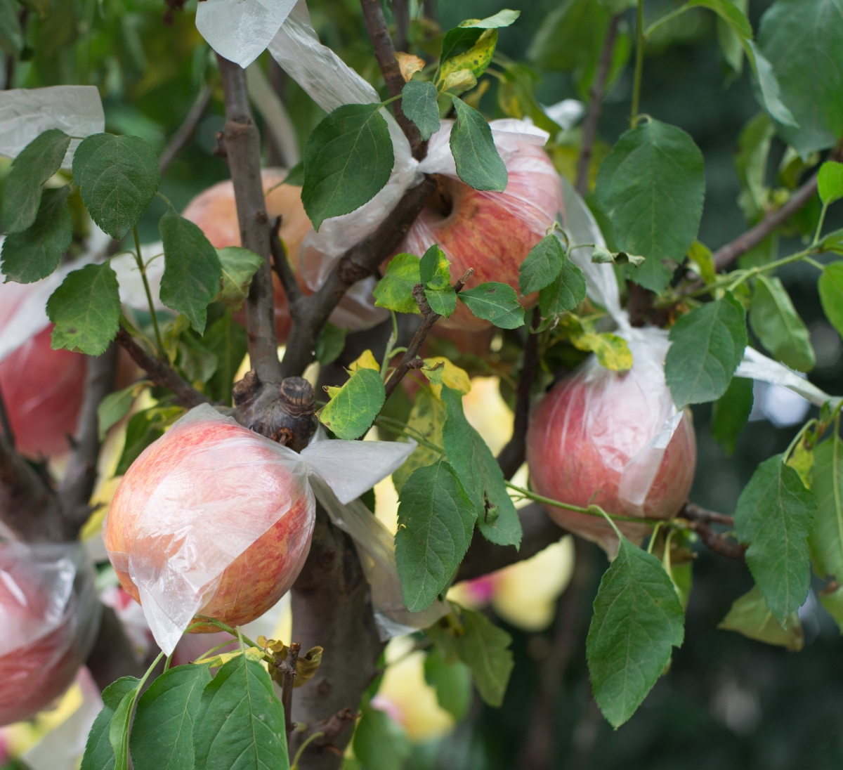 Apples on tree wrapped in plastic bags.