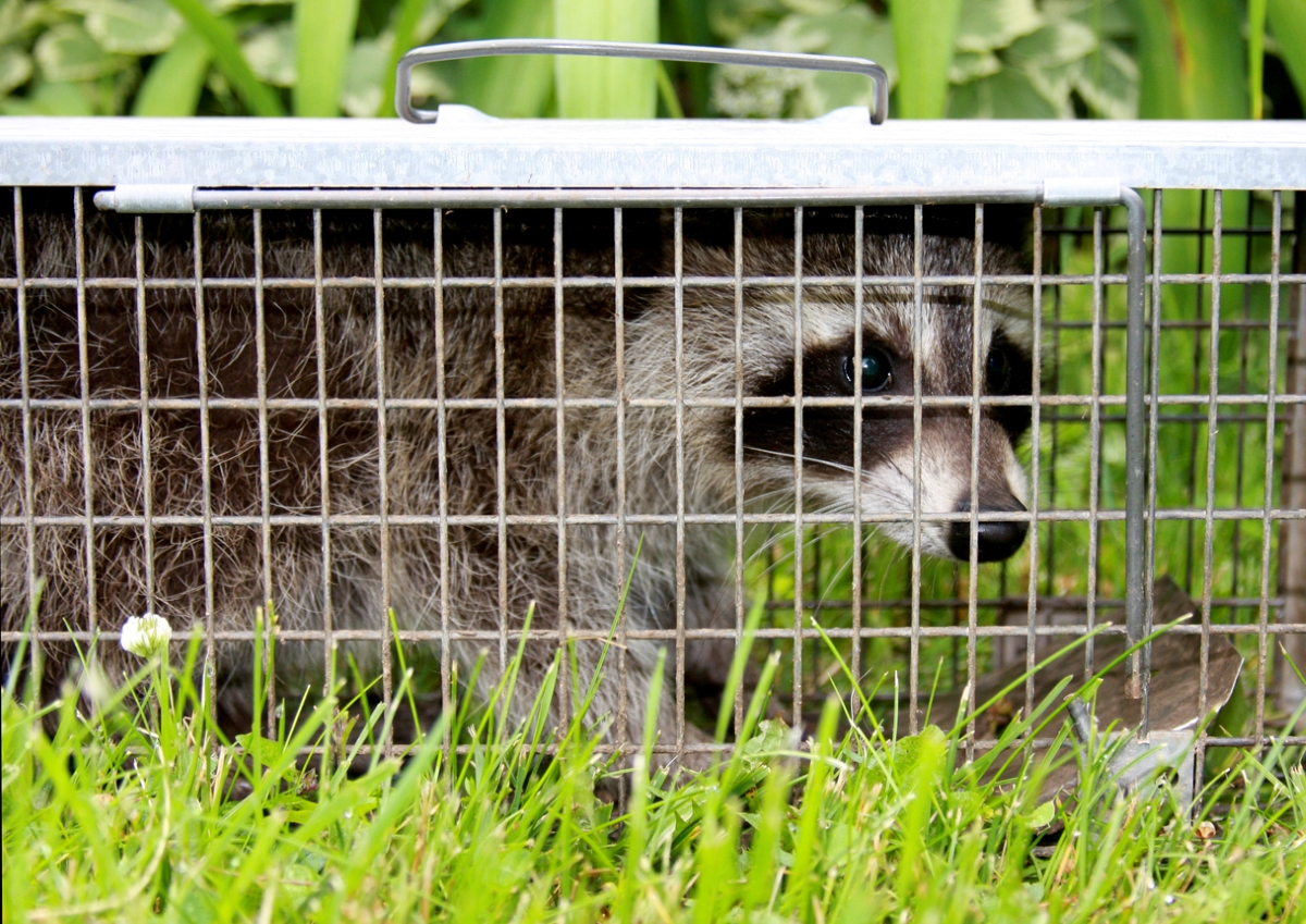 Raccoon caught in live metal trap.