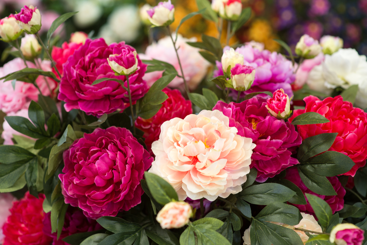White, dark pink, and light pink peonies blooming outdoors.