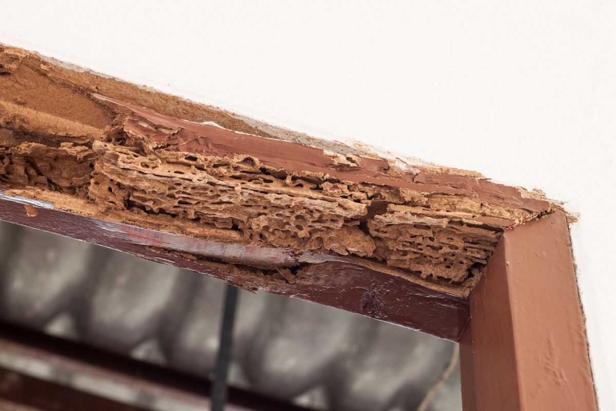 Severe termite damage in door frame.