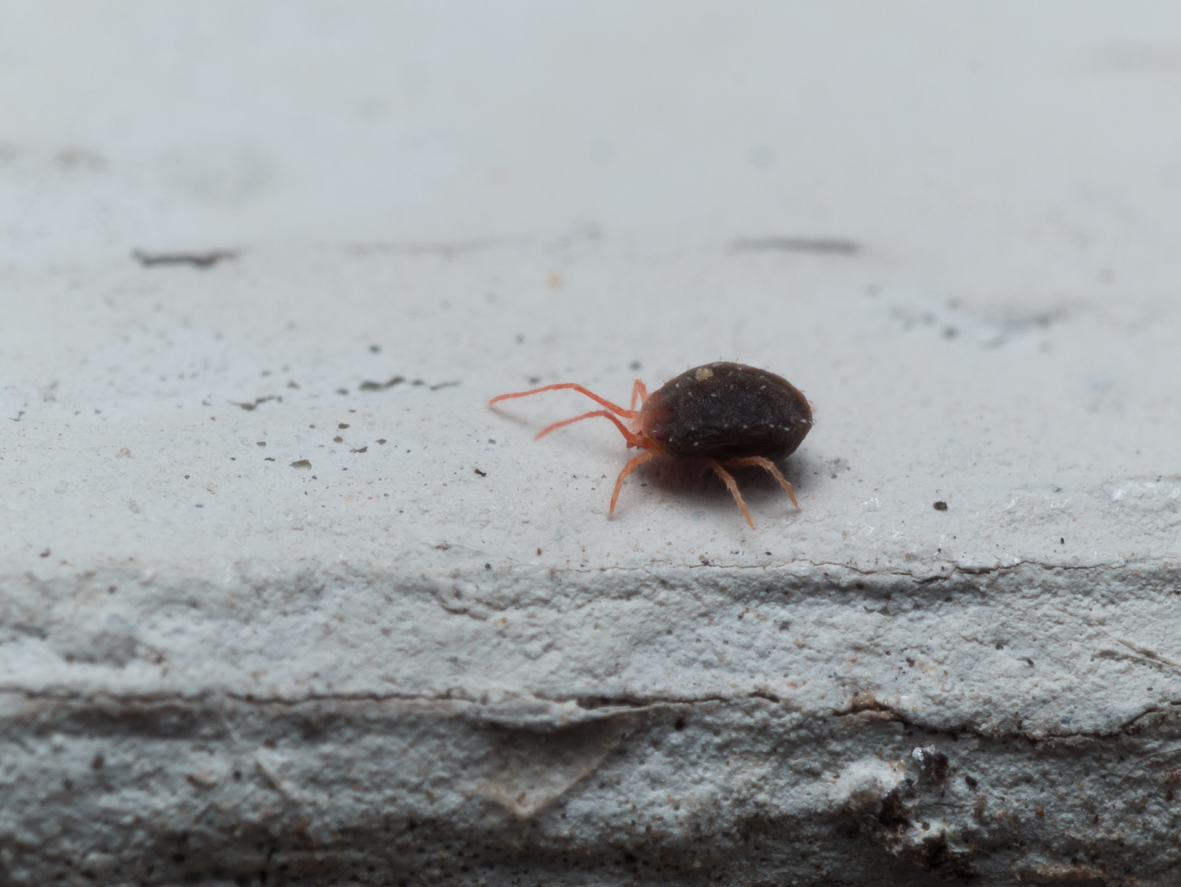 Red clover mite sitting walking along cement platform.
