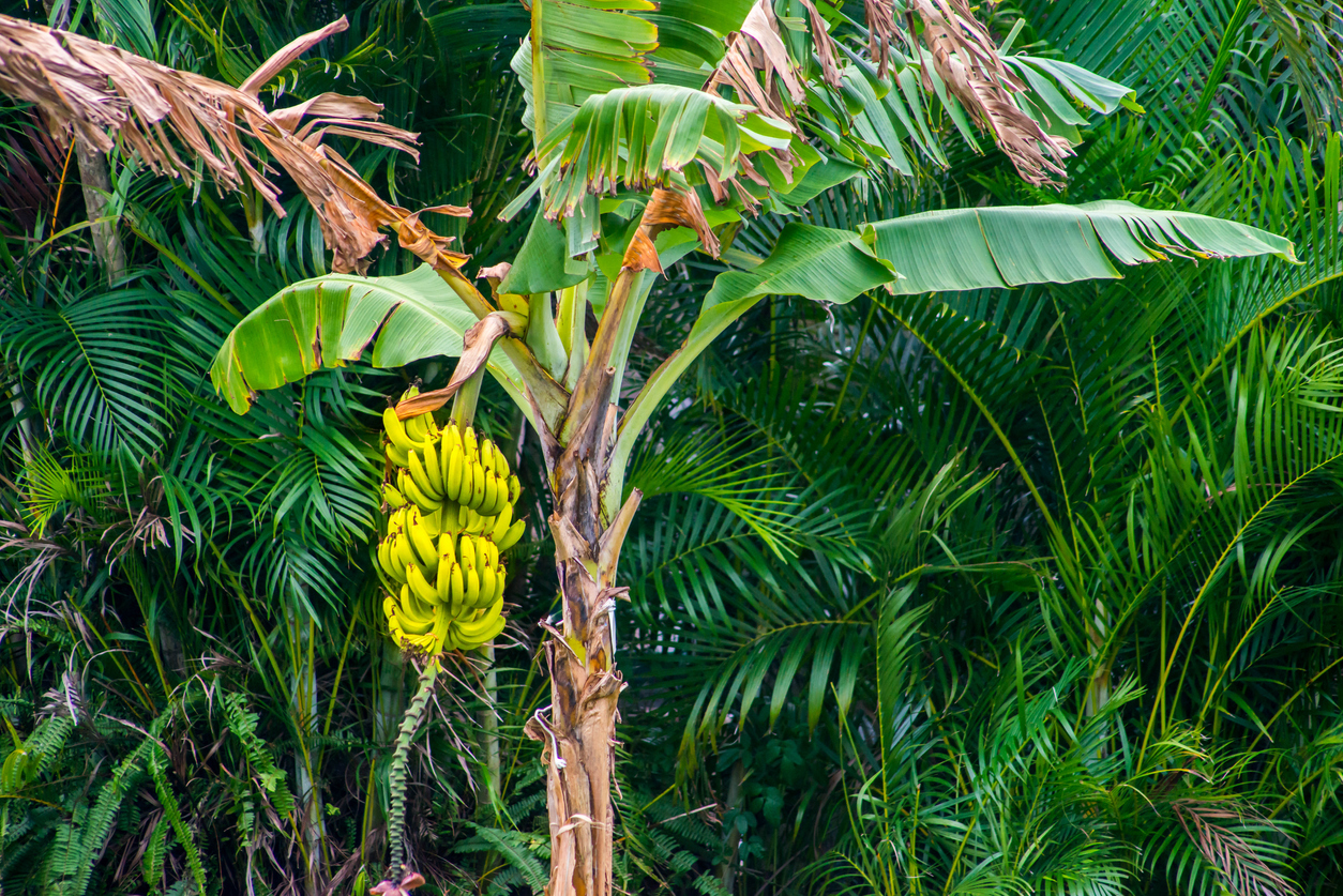 Ripened bananas growing on large tree with a tropical background.