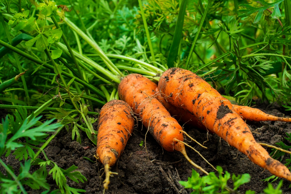 Pulled carrots on soil.