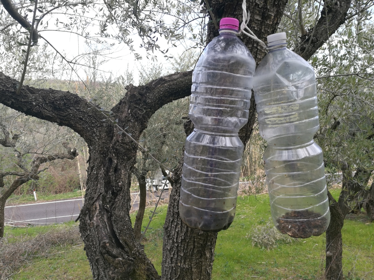 Wasp traps made with plastic bottles.