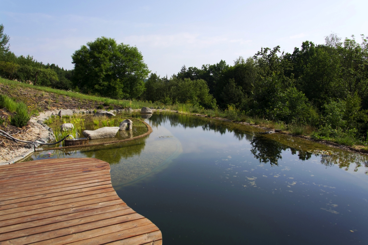 Wooden pier at natural swimming pool with plants.