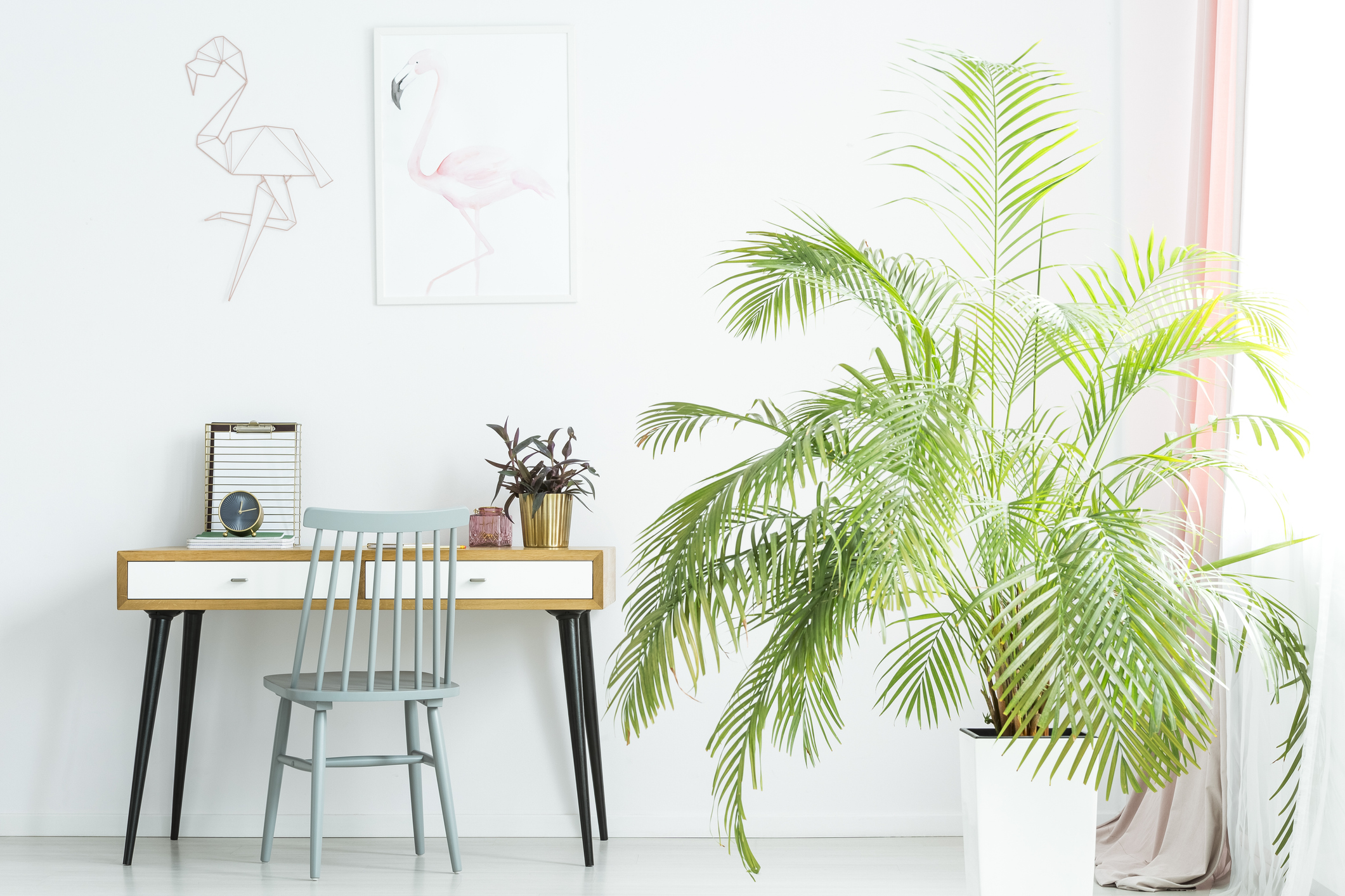 A-large-palm-houseplant-stands-in-front-of-a-window-near-a-desk-and-chair.