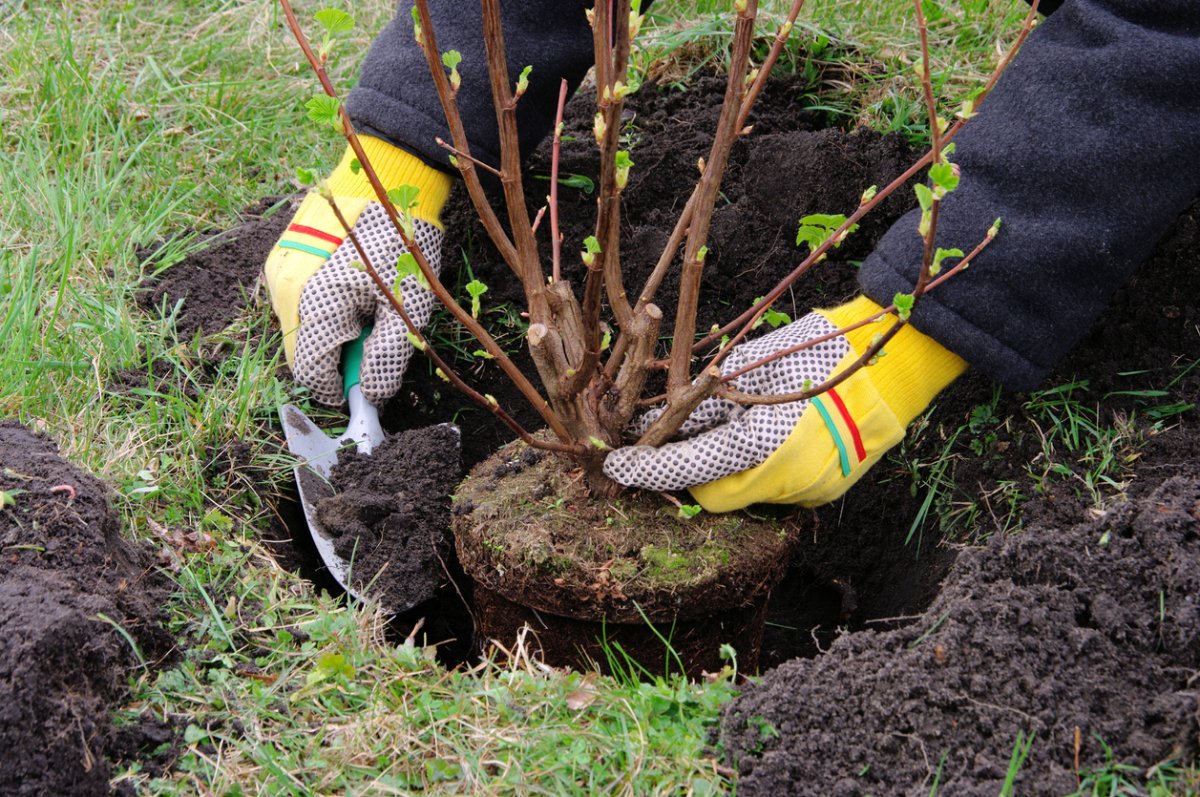 A man wearing garden gloves plants a young shrub in the yard.