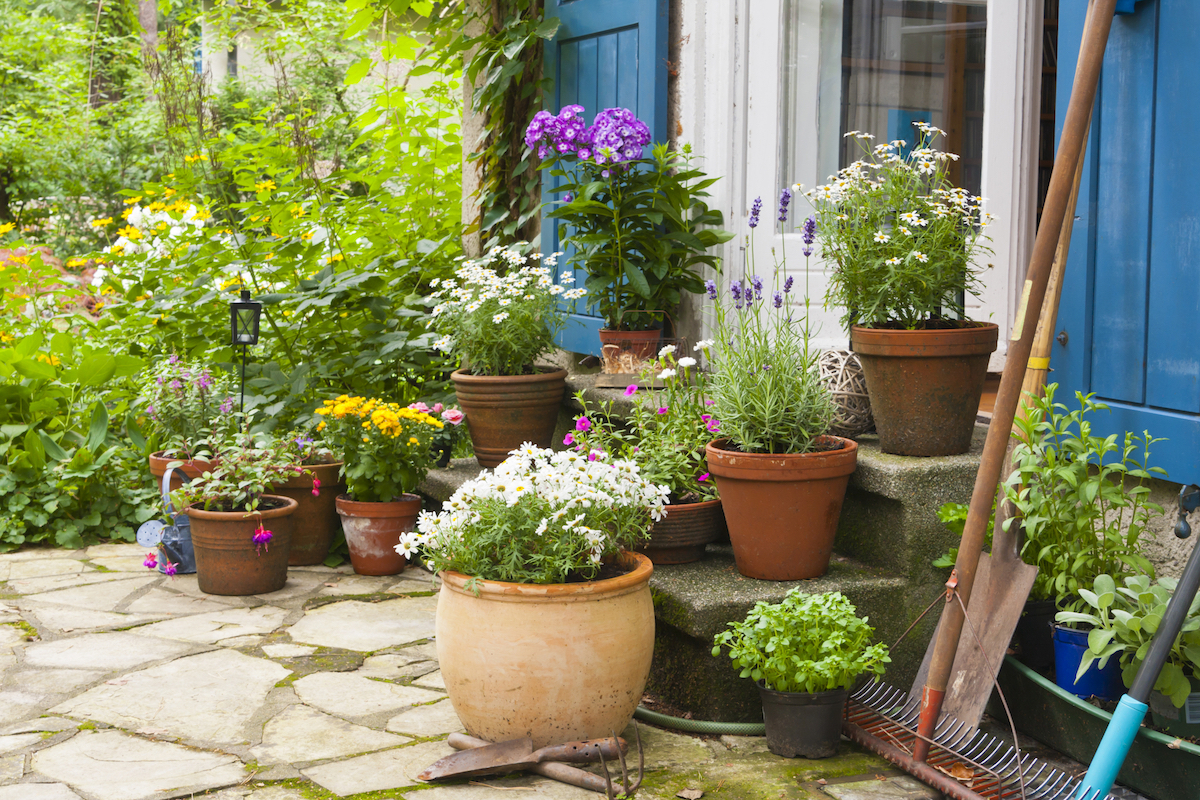Potted flowers and greenery in various pots on the patio.