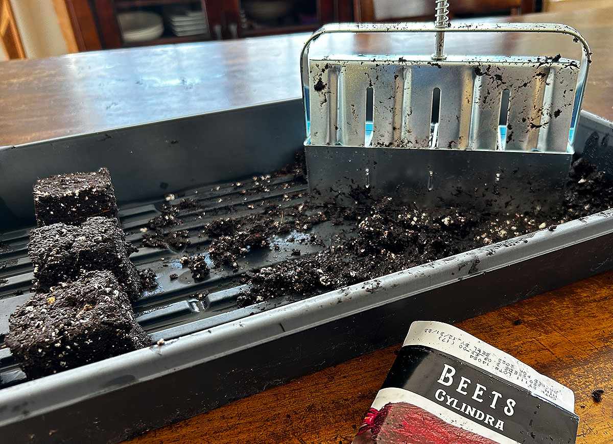 A soil blocker with beet seeds and a few blocks of wet soil on a kitchen table.