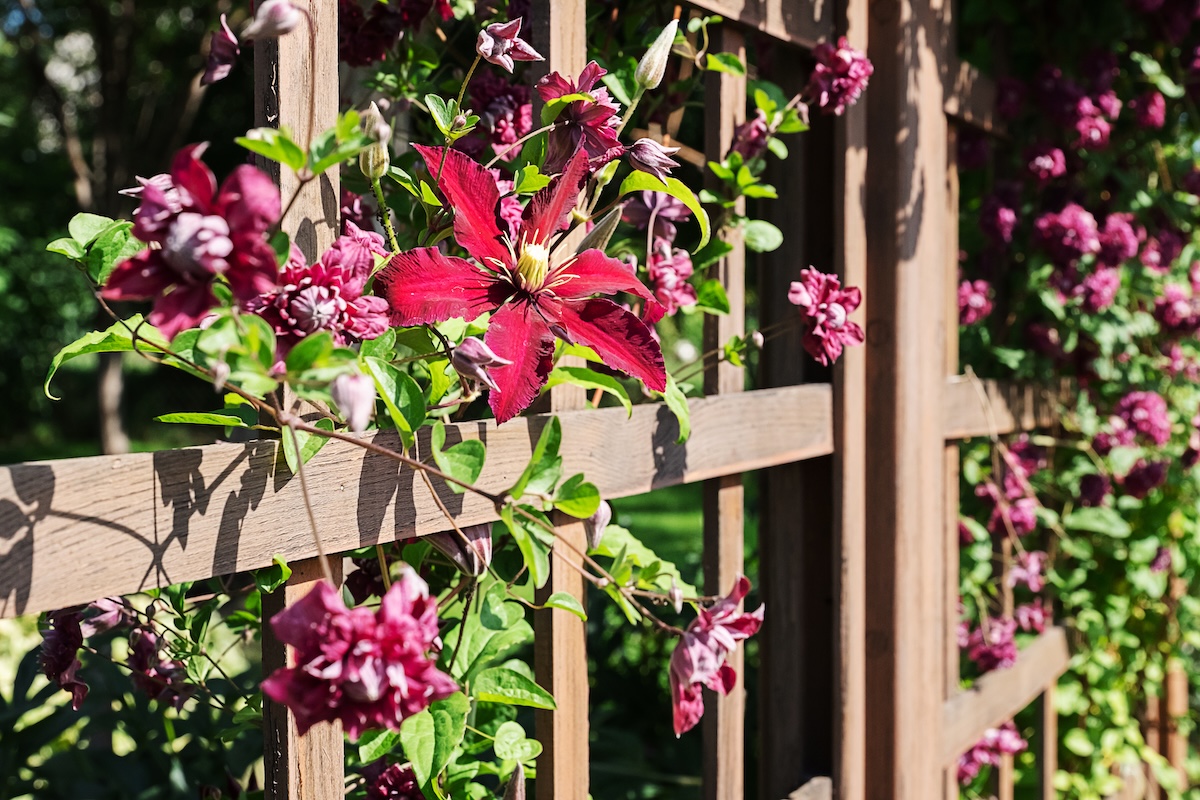 Dark red clematis flowers bloom on a wooden trellis in a sunlit garden, representing natural beauty and growth on a summer day.