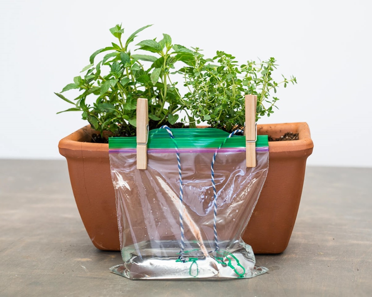 Ziploc bag with string used to water plant.