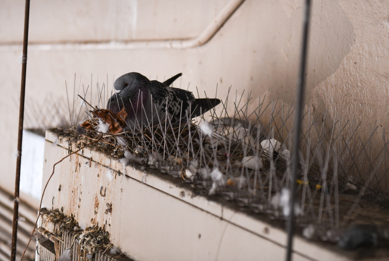 Birds in Your Dryer Vent? Here's How to Remove Them Safely and Humanely