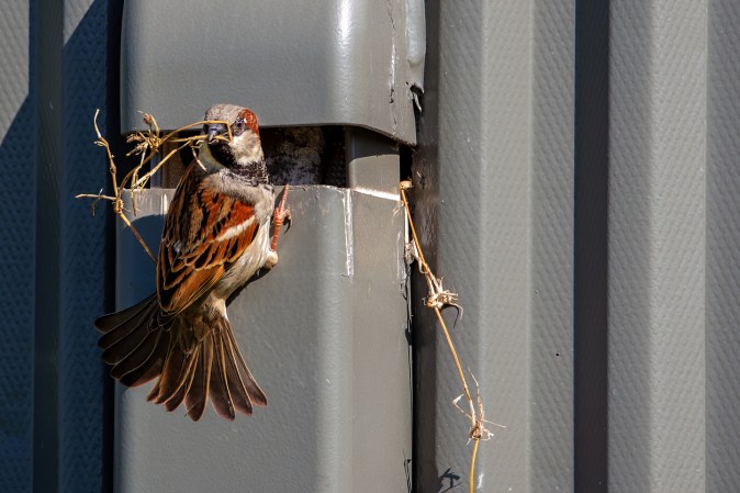 Birds in Your Dryer Vent? Here's How to Remove Them Safely and Humanely