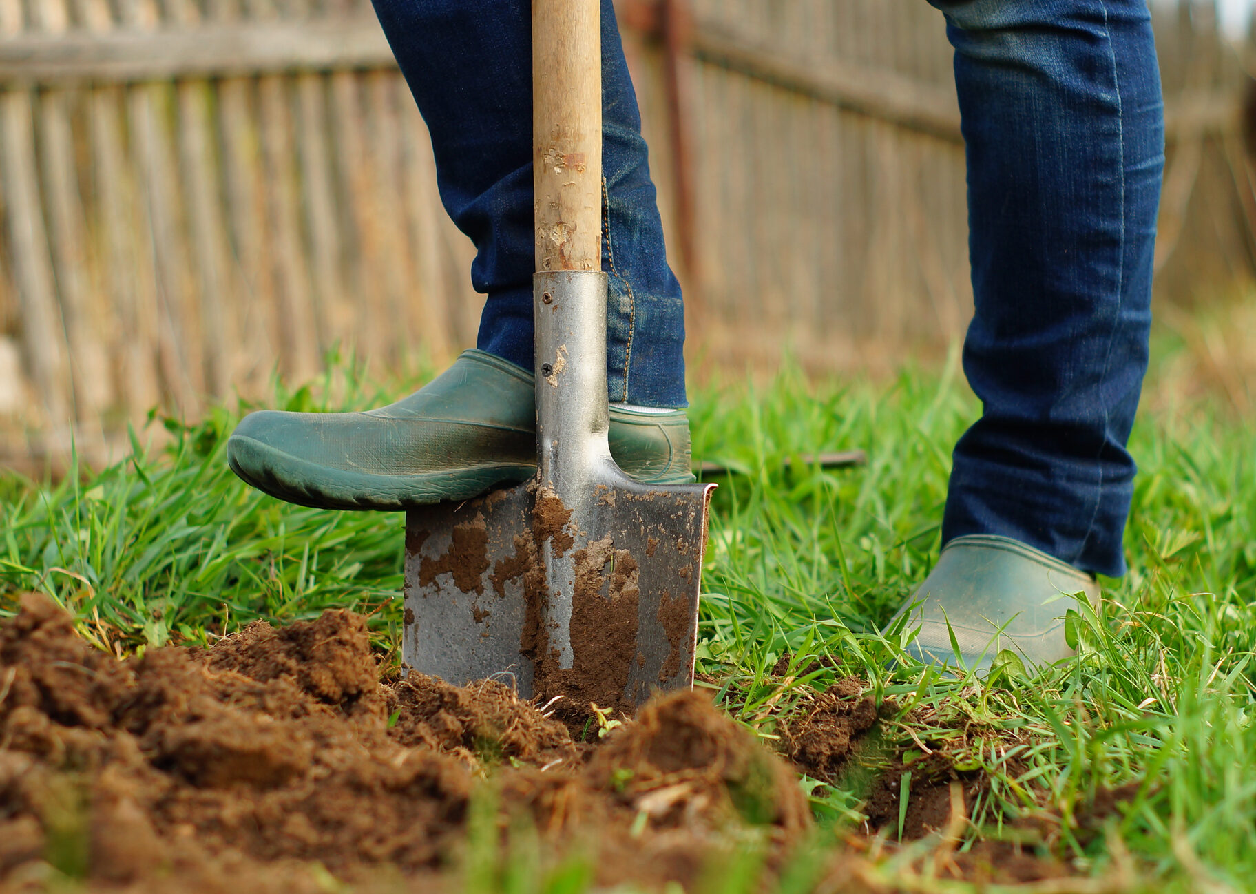 A home gardener digging into their lawn's soil with a shovel.