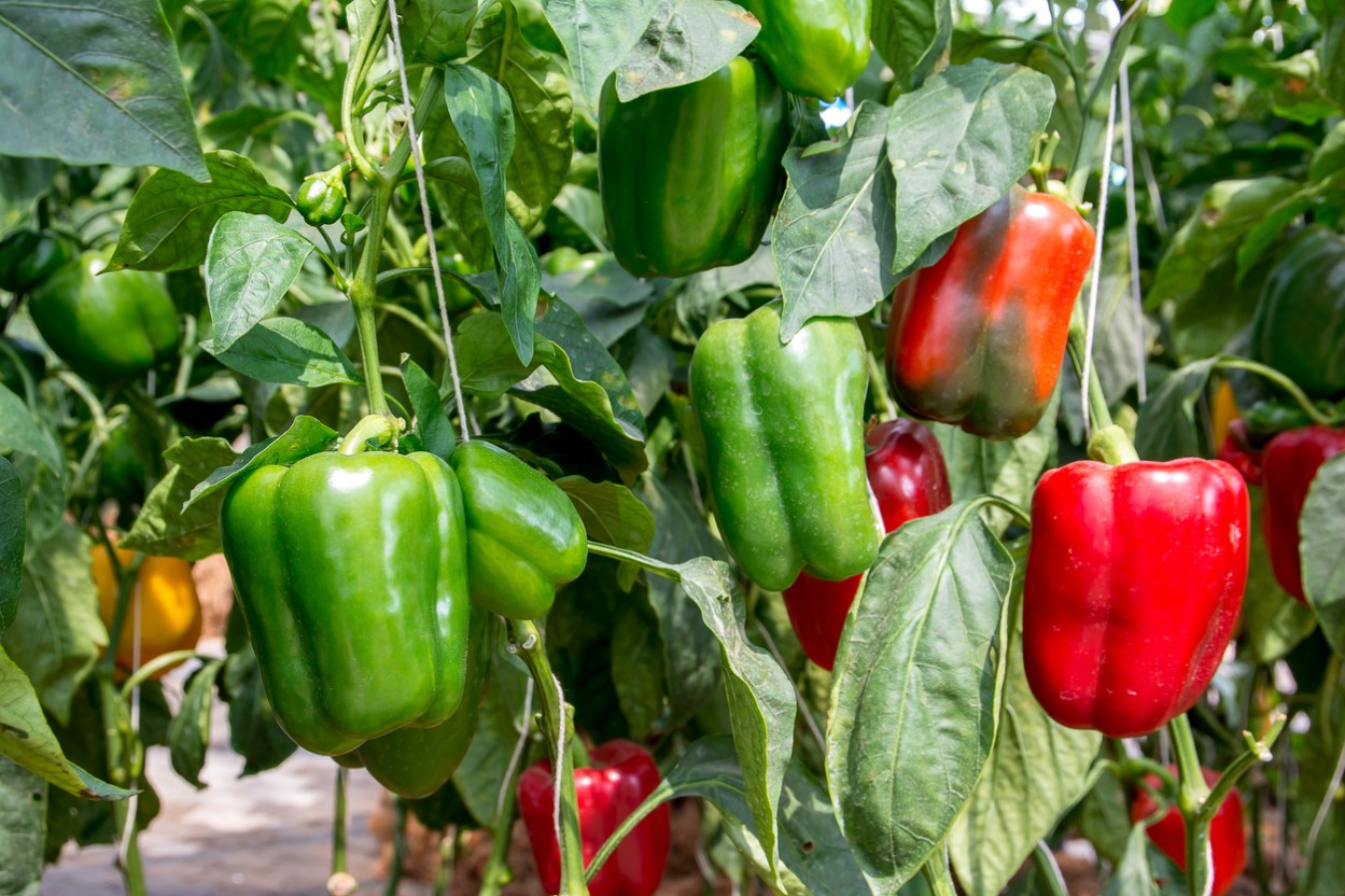 How to Grow Bell Peppers Practically Anywhere - Bob Vila