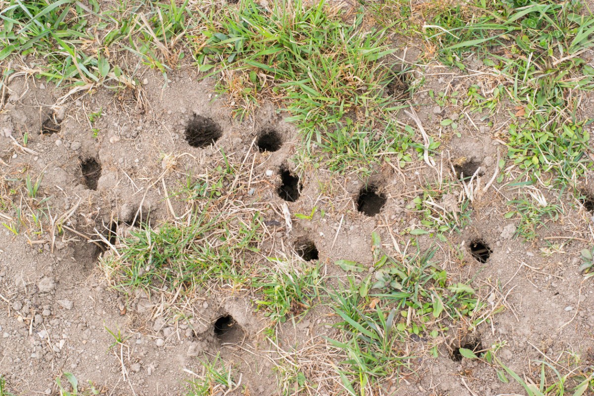 Mole vs. Vole Damage—3 Key Differences for Identification (and What to