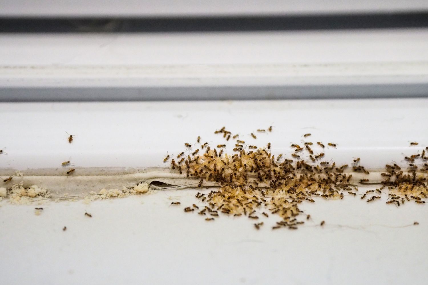 Pest Control Cost South Carolina