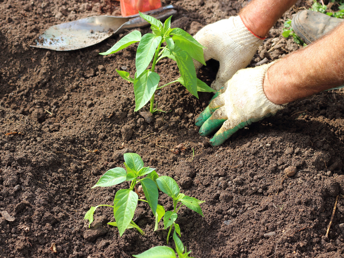 A gardener plants bell pepper plants into dark soil.