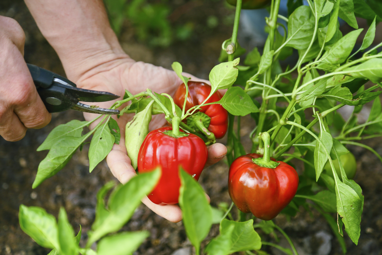 A gardener harvests red bell peppers from plant using pruning shears.