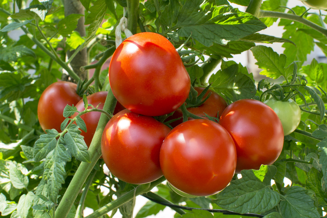 A bushel of ripe red tomatoes on a tomato plant vine.