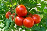 A bushel of ripe red tomatoes on a tomato plant vine.
