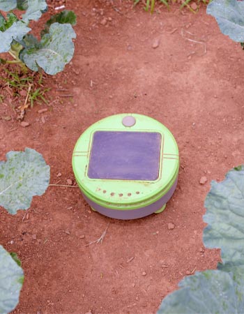The Tertill Weeding Robot in a garden on a patch of weedless soil during testing.