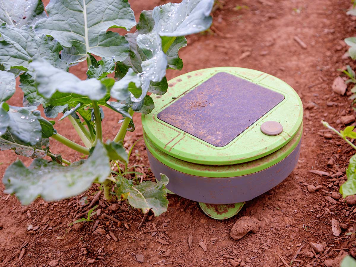 The Tertill Weeding Robot next to a large garden plant while weeding.