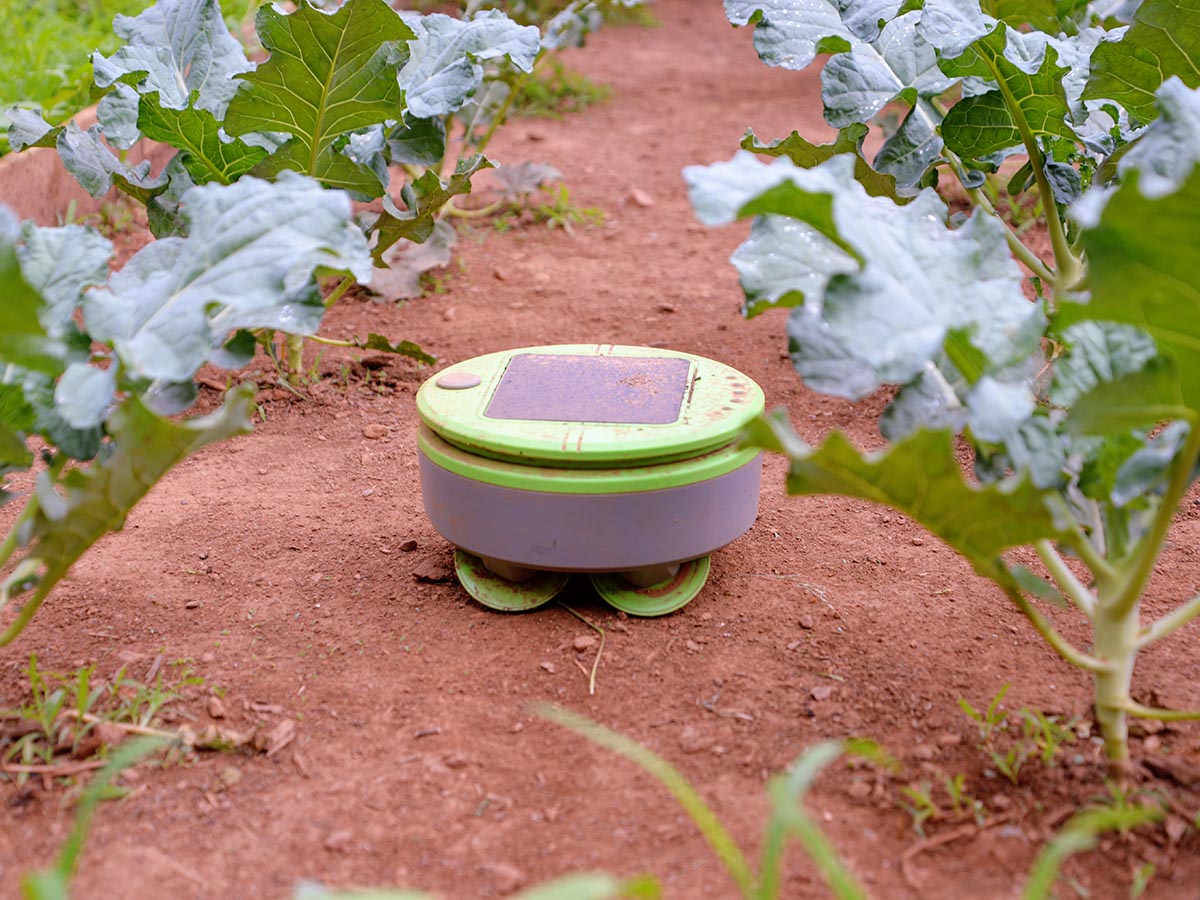 The Tertill Weeding Robot in a garden on a patch of weedless soil during testing.