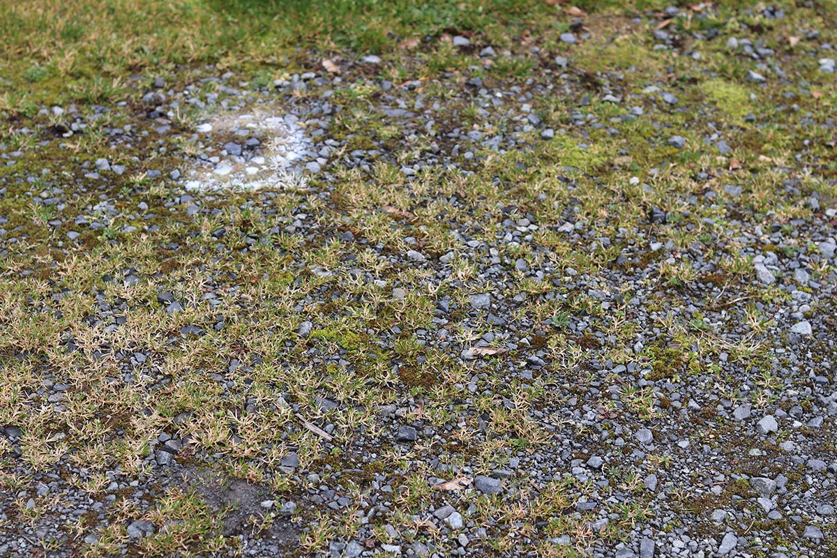The Best Pet-Safe Weed Killer Eco Garden Pro (1)