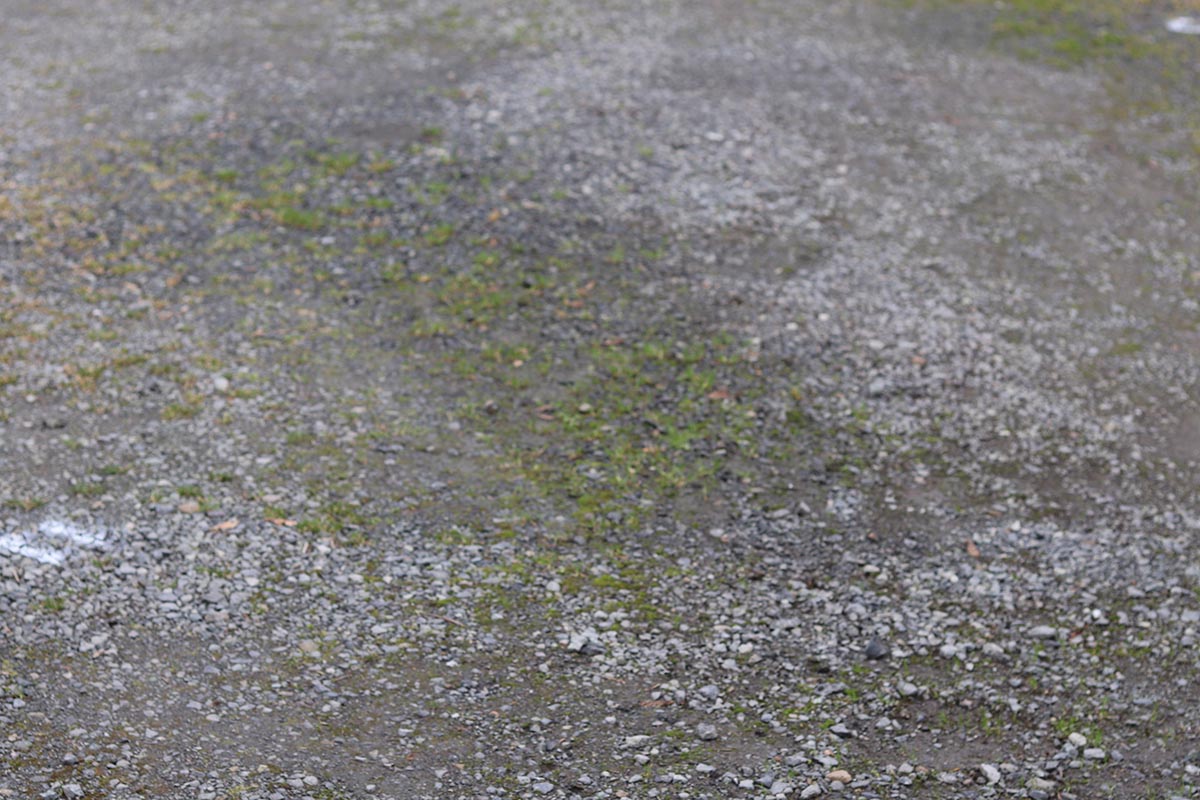The Best Pet-Safe Weed Killer Natural Armor (1)