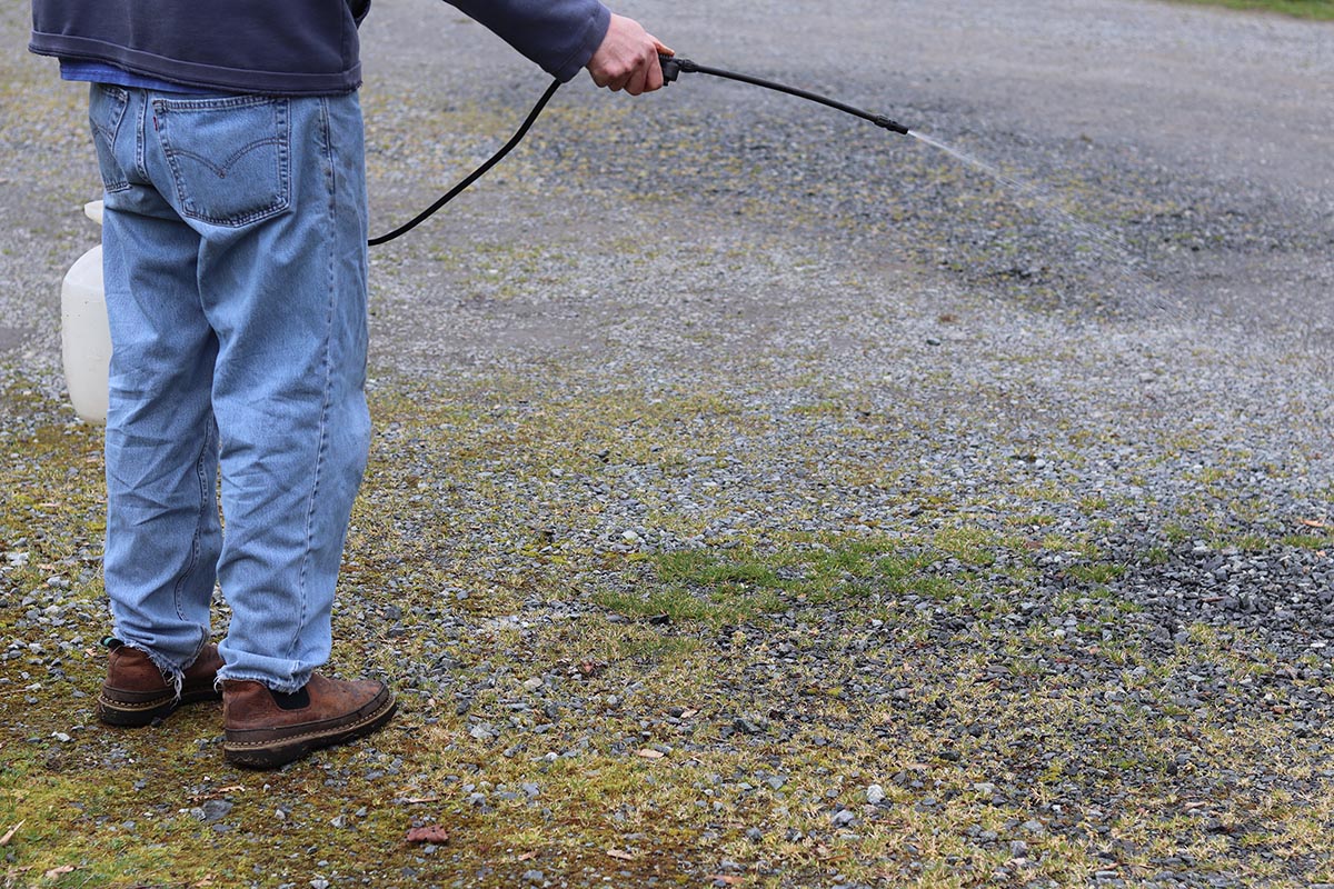 The Best Pet-Safe Weed Killer Natural Elements (2)