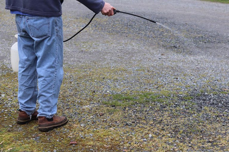 The Best Pet-Safe Weed Killer Natural Elements (2)