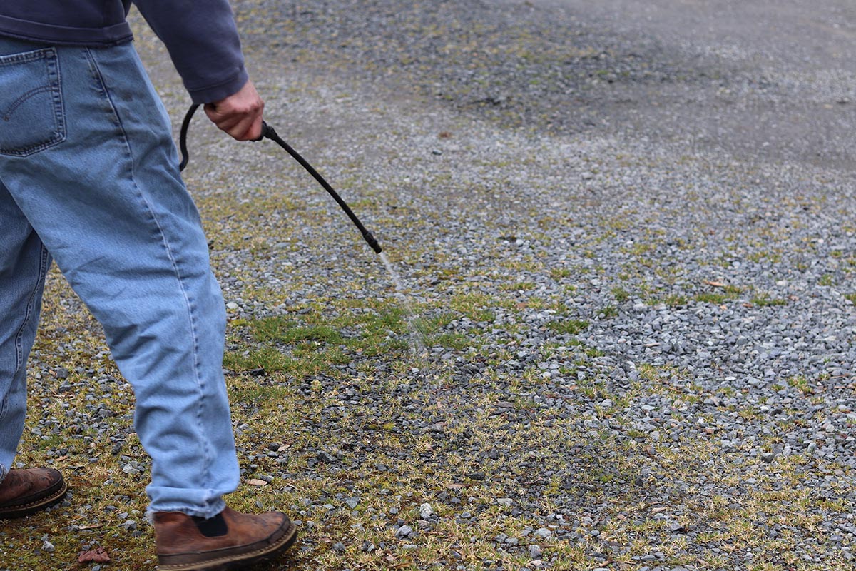 The Best Pet-Safe Weed Killer Natural Elements (4)
