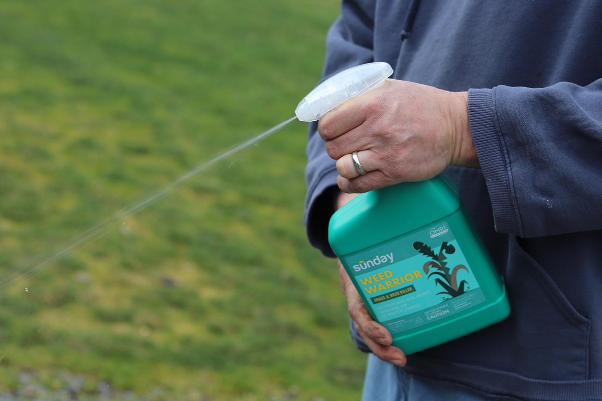 The Best Pet-Safe Weed Killer Sunday Warrior (3)