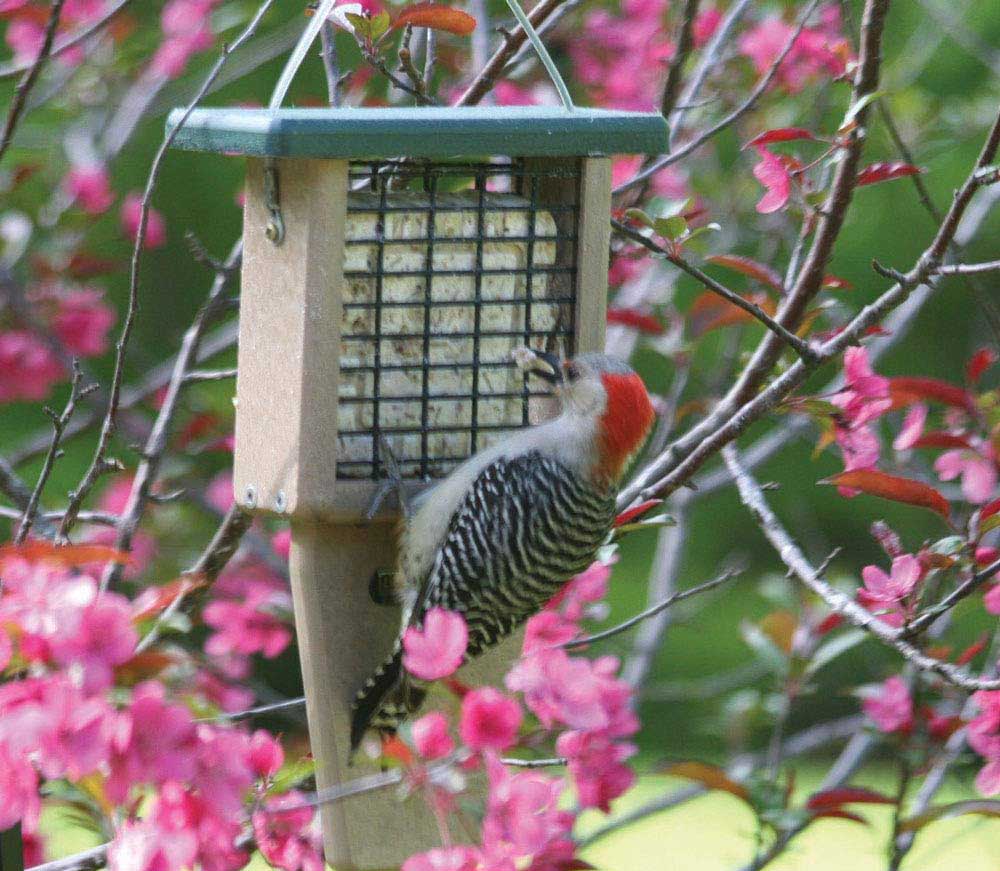 Things Every Backyard Bird-Watcher Needs for Their Yard Option Birds Choice Recycled Tail Prop Suet Feeder