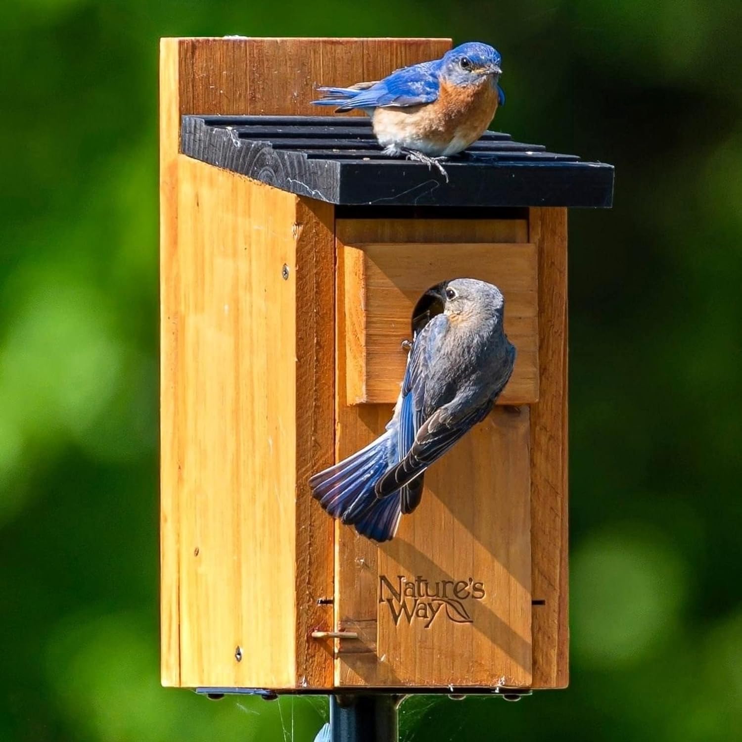 Things Every Backyard Bird-Watcher Needs for Their Yard Option Nature's Way Cedar Bluebird Box House
