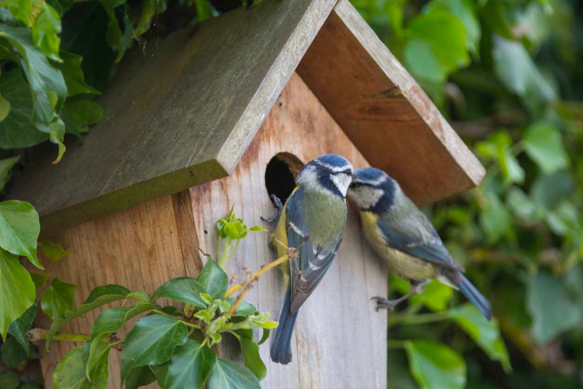 Things Every Backyard Bird-Watcher Needs for Their Yard Options