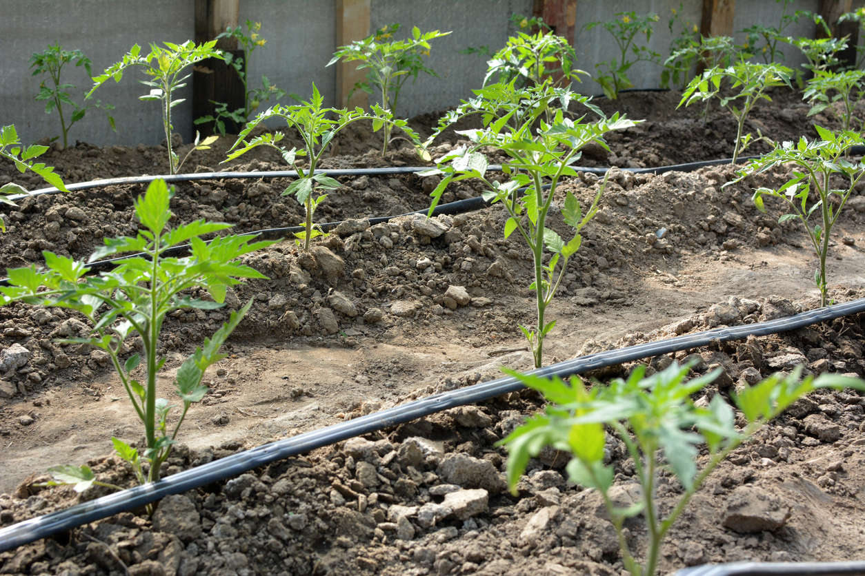 Rows of growing tomato plants with soaker hoses running alongside them.