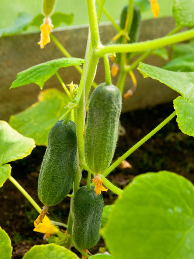 15 Companion Plants for Cucumbers—and 5 to Keep Away Bob Vila