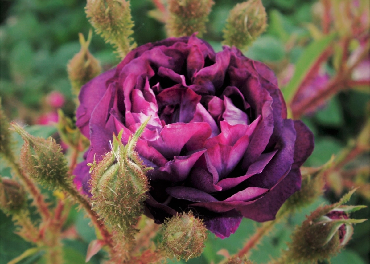 Large deep purple rose around buds.